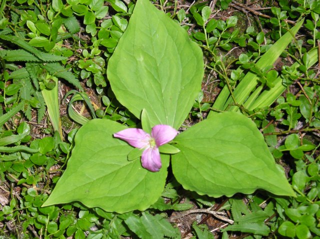 6.24-25.06 Memaloose Lake 080 